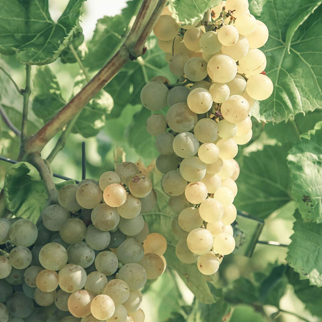 vino blanco vino blanco